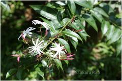 Jasminum malabaricum